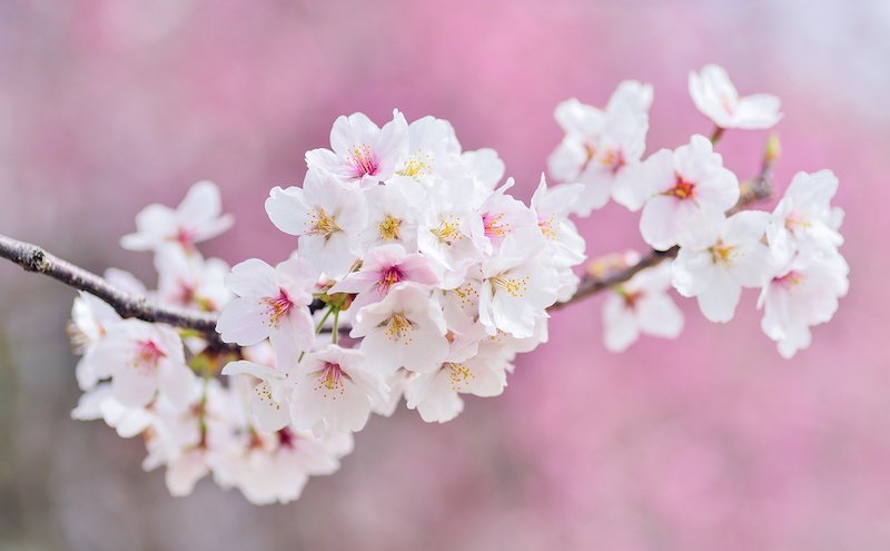 春の季節。桜